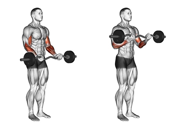 Biceps là gì? Các bài tập Biceps hiệu quả tốt nhất cho Gymer?