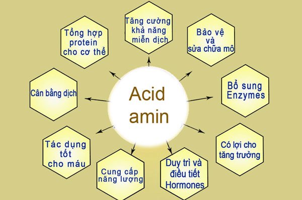 Axit amin là gì? Vai trò của axit amin đối với sức khỏe của bạn