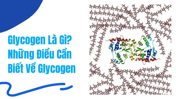 Glycogen là gì? Glycogen ảnh hưởng thế nào đến tập Gym