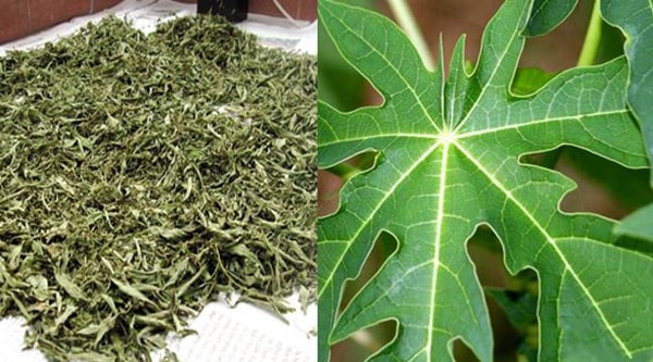 Uống nước lá đu đủ tươi, lá đu đủ khô tác dụng như nhau