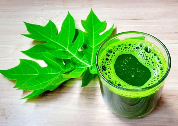 Uống nước lá đu đủ tươi phòng ngừa ung thư