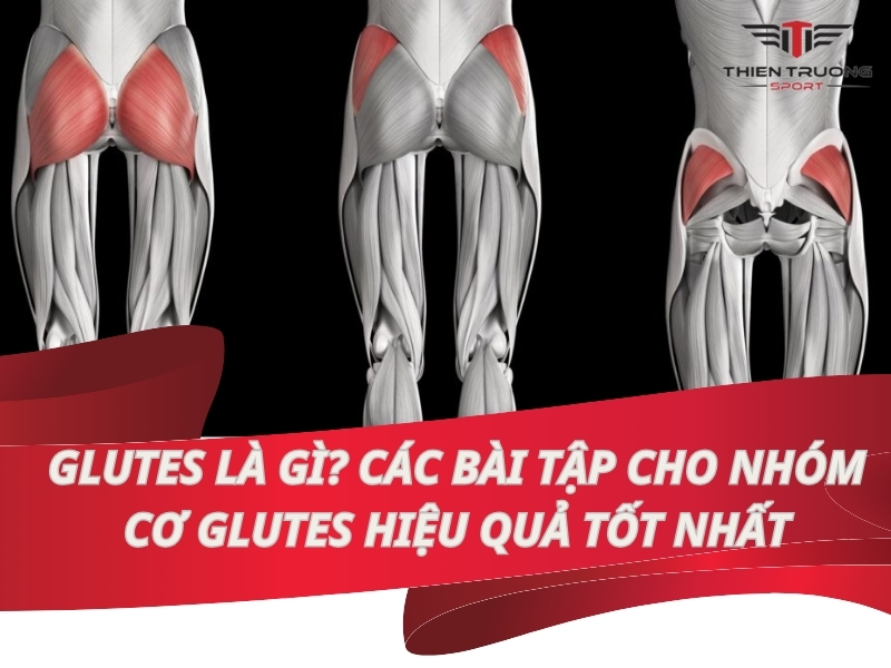 Glutes là gì? Các bài tập cho nhóm cơ Glutes hiệu quả tốt nhất