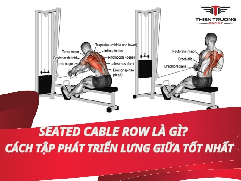 Seated Cable Row là gì? Cách tập phát triển lưng giữa tốt nhất?