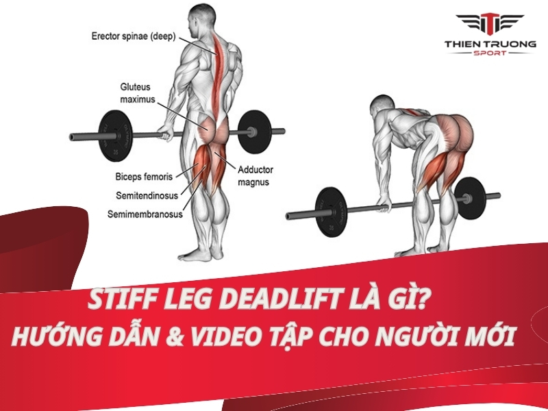 Stiff Leg Deadlift là gì? Hướng dẫn & Video tập cho người mới