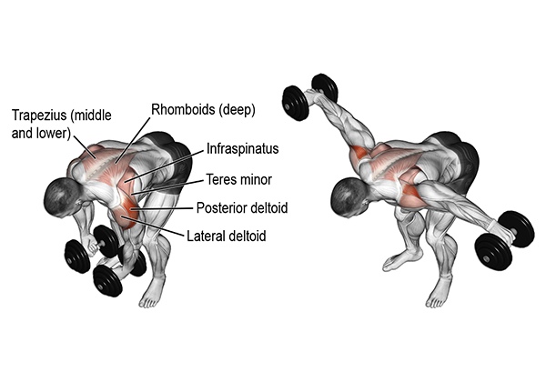 Dumbbell Rear Lateral Raise