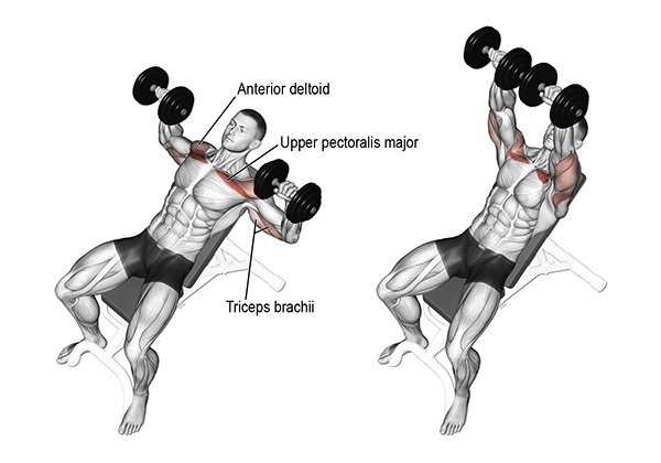 Incline Dumbbell Press V C ch T p Chu n D nh Cho Ng i M i