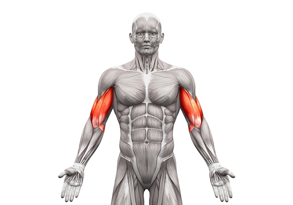 Biceps là gì? Các bài tập Biceps hiệu quả tốt nhất cho Gymer?