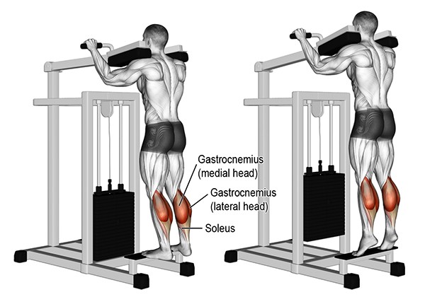 Standing Calf Raise Machine