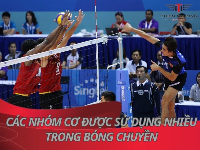 Tìm hiểu 5 nhóm cơ được sử dụng nhiều trong bóng chuyền
