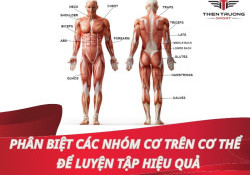 Phân biệt các nhóm cơ trên cơ thể để tập luyện hiệu quả 